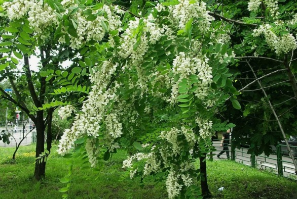 Липовый мед сколько можно есть