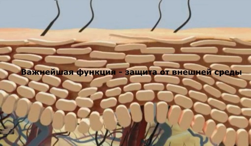Функция кожи защита от внешней среды