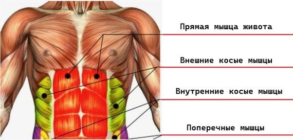 Мыщцы пресса