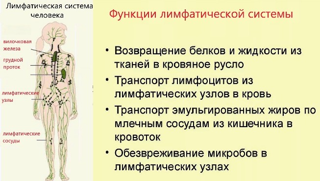 Строение лимфатической системы