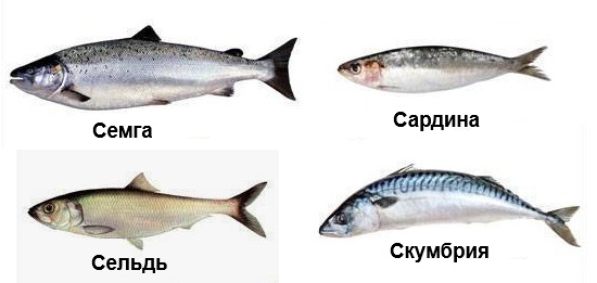 Жирные сорта рыбы с омега 3