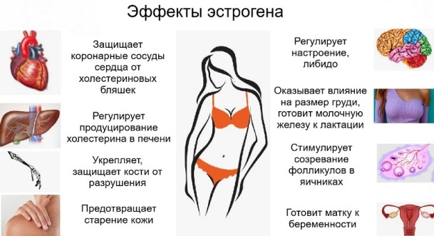 На что влияет эстроген