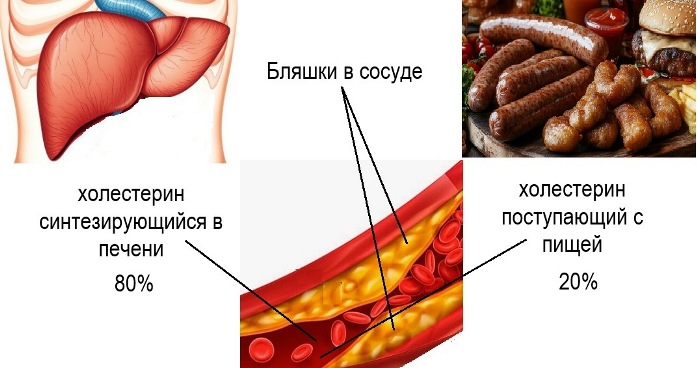 Откуда холестерин в организме