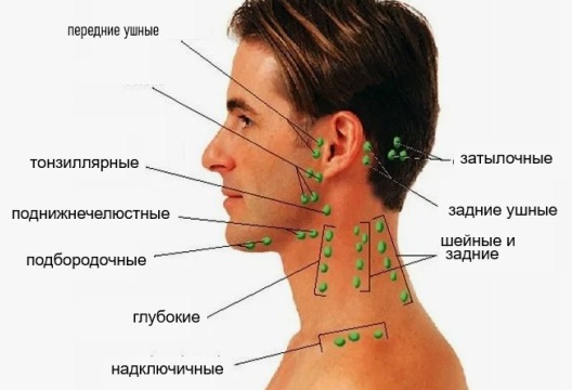 Лимфатическая система человека
