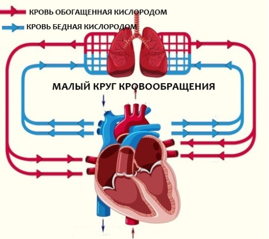 Круги кровообращения