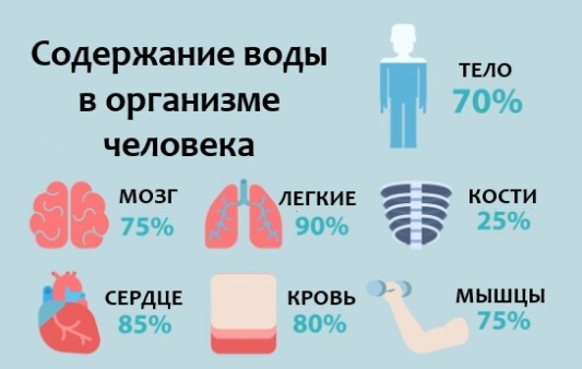Содержание воды в органах человека