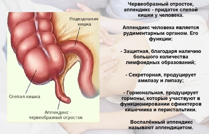 Строение слепой кишки