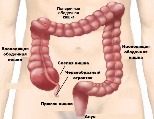 Cтроение кишечника