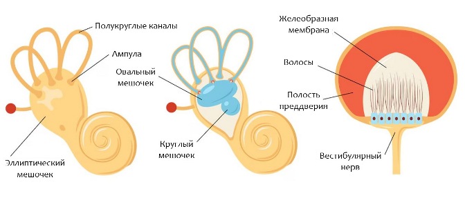 что входит в вестибулярный аппарат